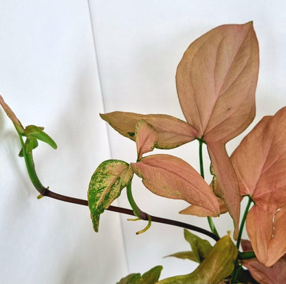 Pink Syngonium Indoor Plant
