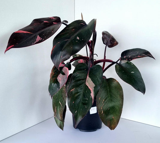 Philodendron Pink Princess Indoor Plant