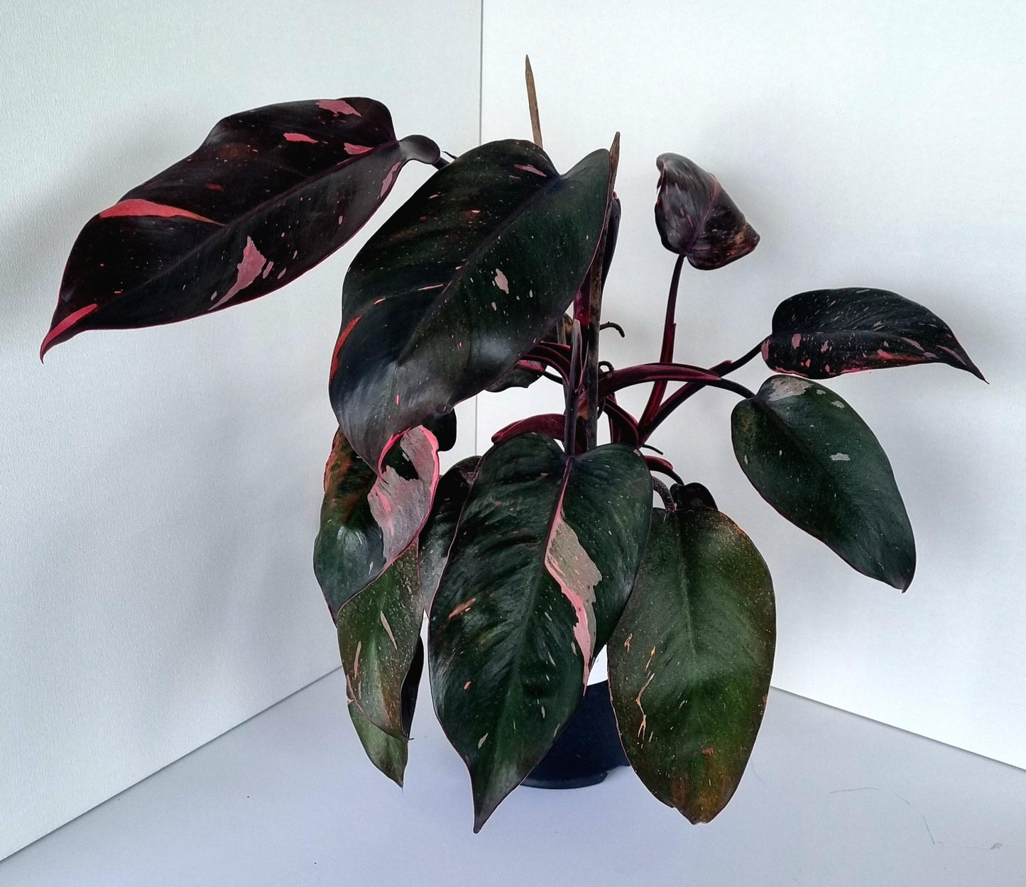 Philodendron Pink Princess Indoor Plant