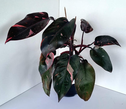 Philodendron Pink Princess Indoor Plant