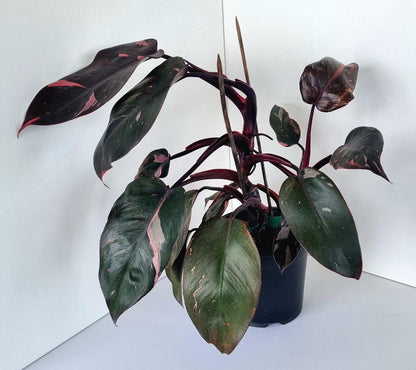 Philodendron Pink Princess Indoor Plant