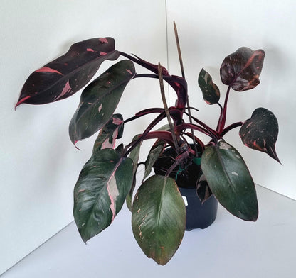 Philodendron Pink Princess Indoor Plant