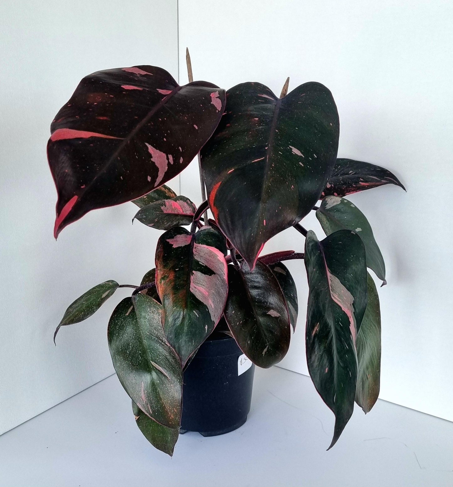 Philodendron Pink Princess Indoor Plant