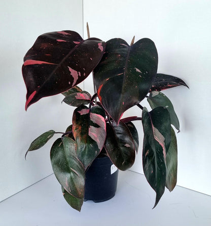 Philodendron Pink Princess Indoor Plant
