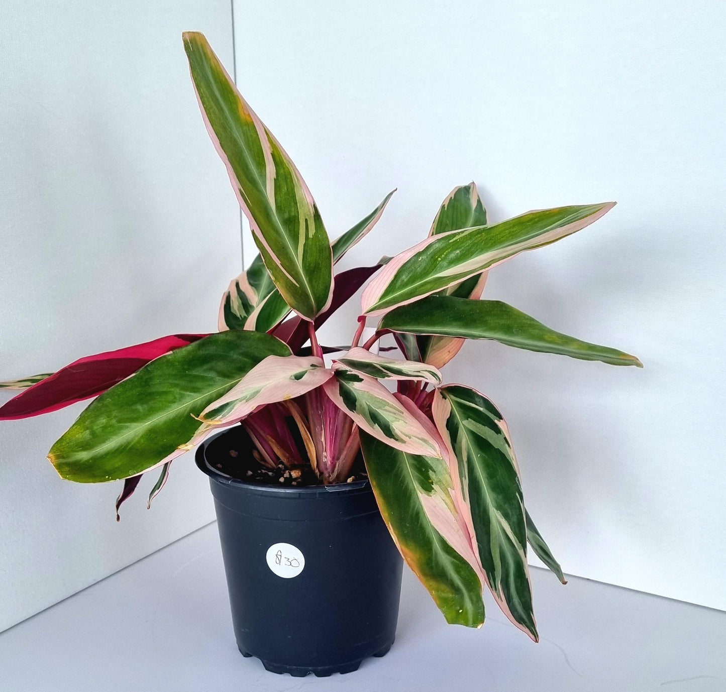 Calathea Stromanthe Triostar Indoor Plant