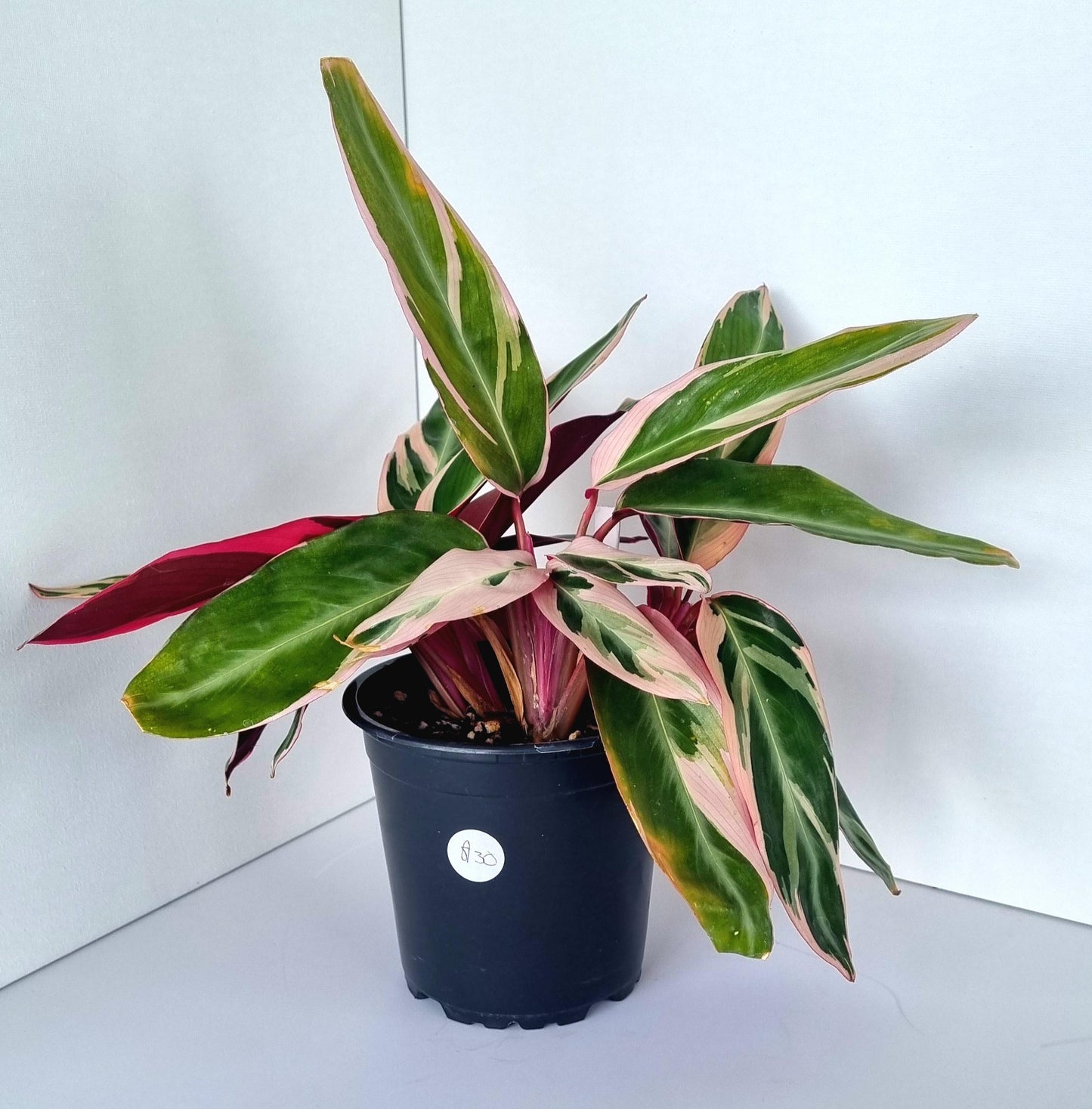 Calathea Stromanthe Triostar Indoor Plant