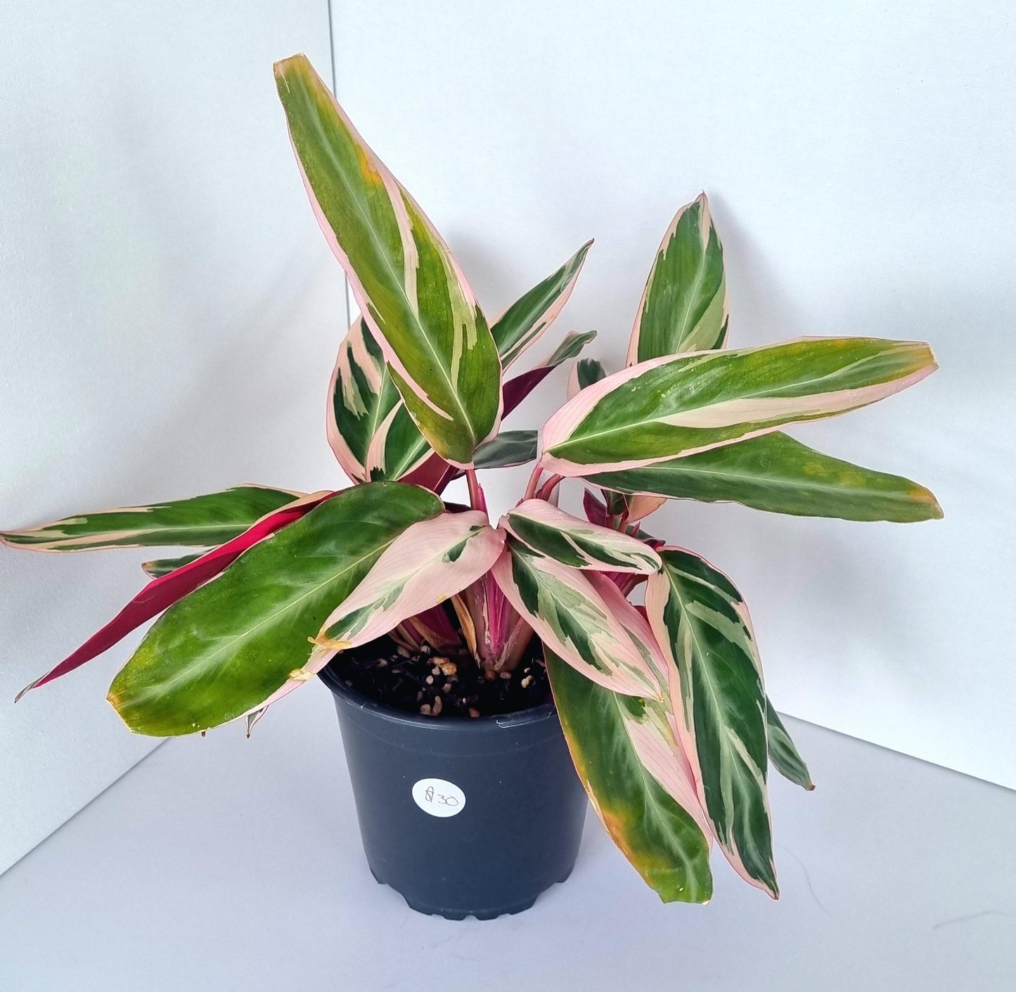 Calathea Stromanthe Triostar Indoor Plant