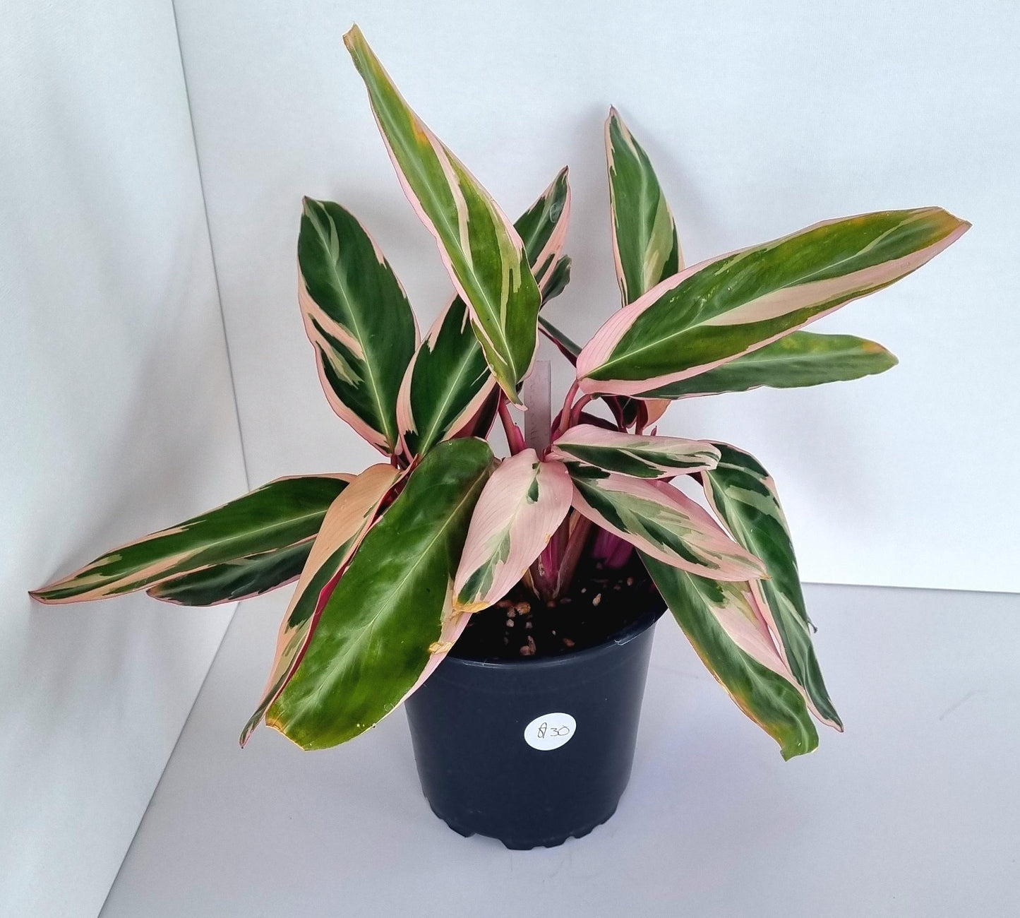 Calathea Stromanthe Triostar Indoor Plant