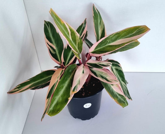 Calathea Stromanthe Triostar Indoor Plant