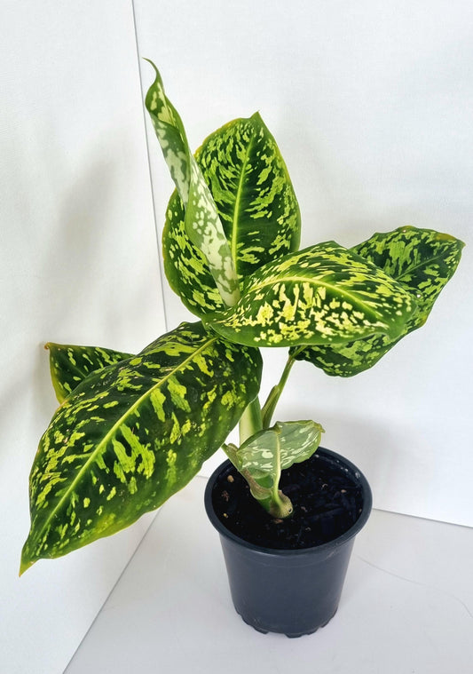 Dieffenbachia Reflector Indoor Plant