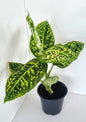 Dieffenbachia Reflector Indoor Plant