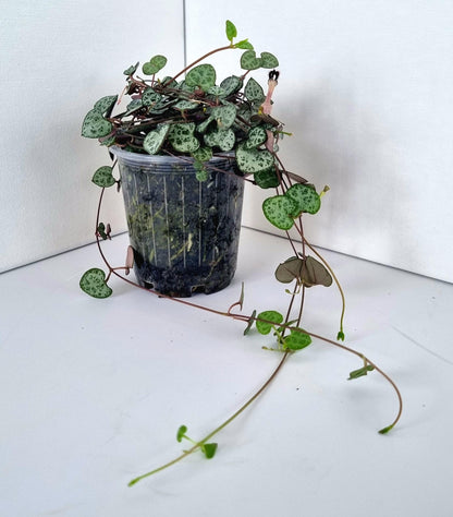 Chain of Hearts (Ceropegia woodii) Plant