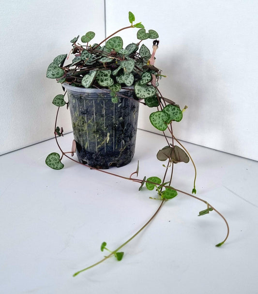 Chain of Hearts (Ceropegia woodii) Plant