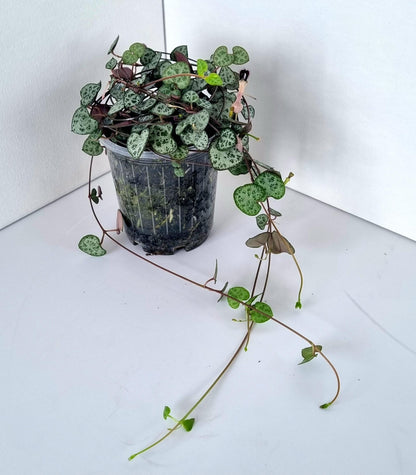 Chain of Hearts (Ceropegia woodii) Plant