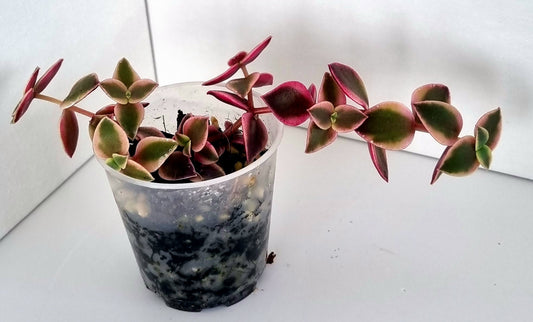 Calico Kittens Plant