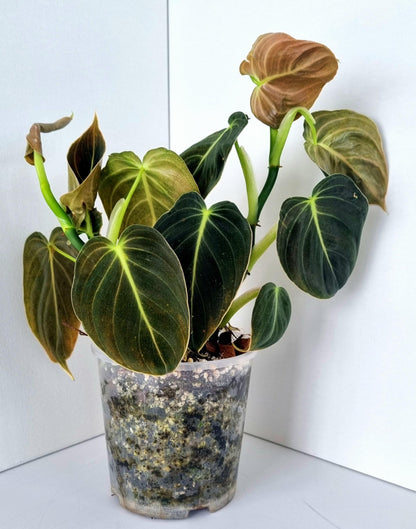 Philodendron Mican Indoor Plant