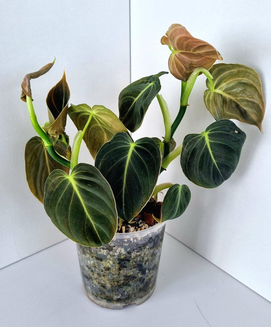 Philodendron Mican Indoor Plant
