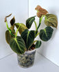 Philodendron Mican Indoor Plant