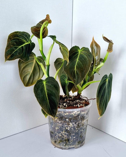 Philodendron Mican Indoor Plant