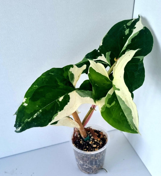 Syngonium Podophyllum Albo Variegated Indoor Plant