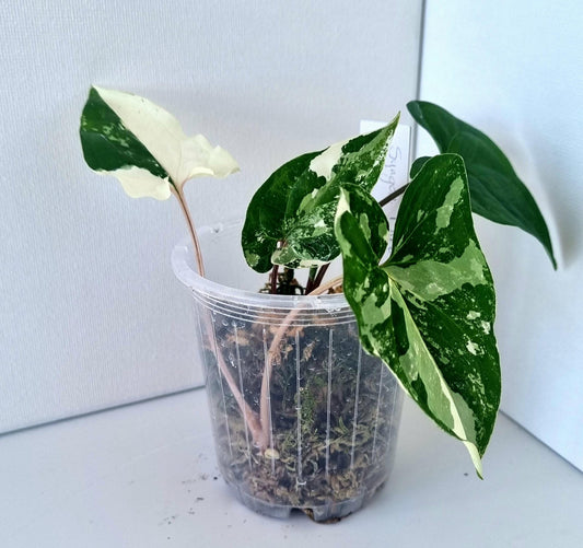 Syngonium Podophyllum Albo Variegated Indoor Plant - Minis