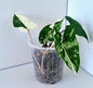 Syngonium Podophyllum Albo Variegated Indoor Plant - Minis