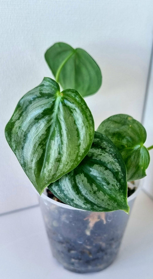 Philodendron Brandtianum Indoor Plant