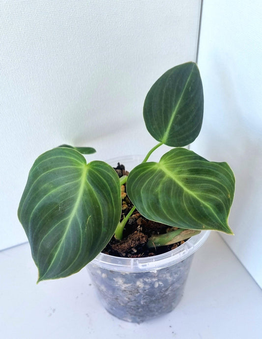 Philodendron Mican Indoor Plant Mini