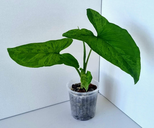 Syngonium Podophyllum Mojito Indoor Plant