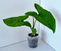Syngonium Podophyllum Mojito Indoor Plant