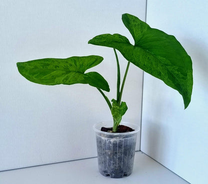 Syngonium Podophyllum Mojito Indoor Plant