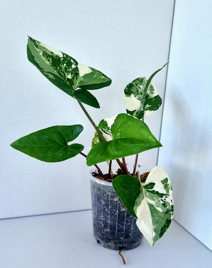 Syngonium Podophyllum Albo Variegated Indoor Plant - Minis