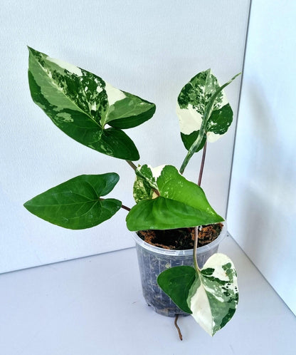 Syngonium Podophyllum Albo Variegated Indoor Plant - Minis