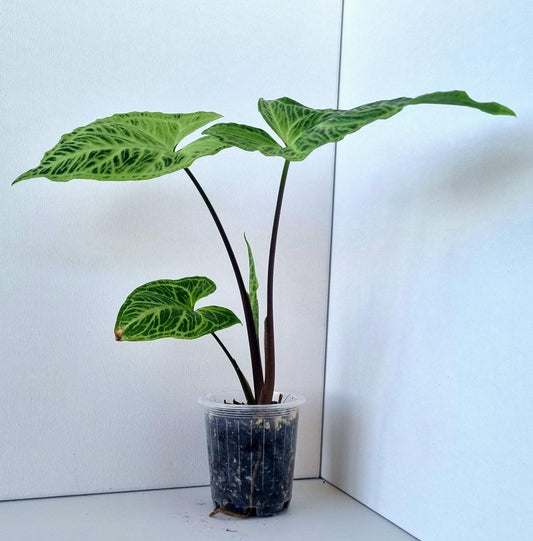 Syngonium Batik Indoor Plant