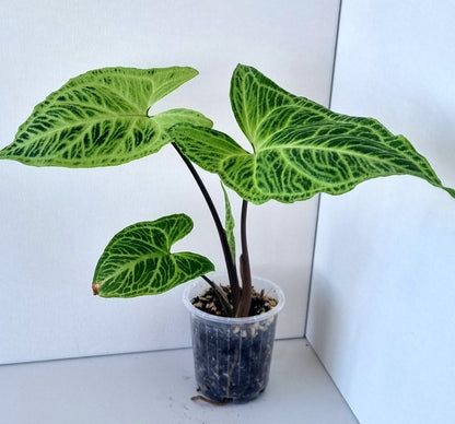 Syngonium Batik Indoor Plant