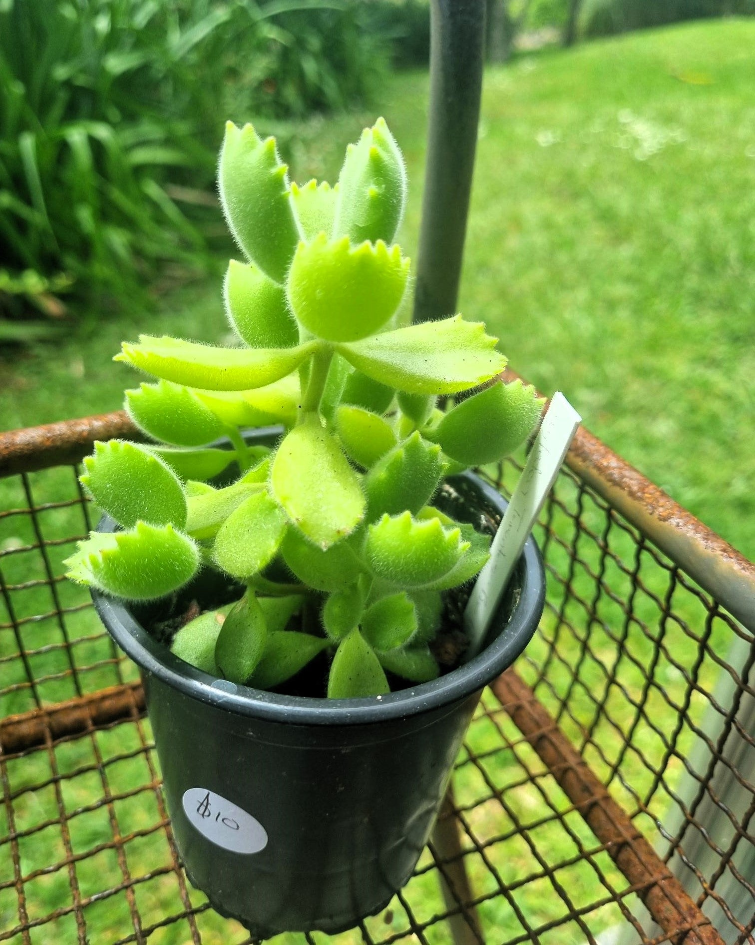 succulent