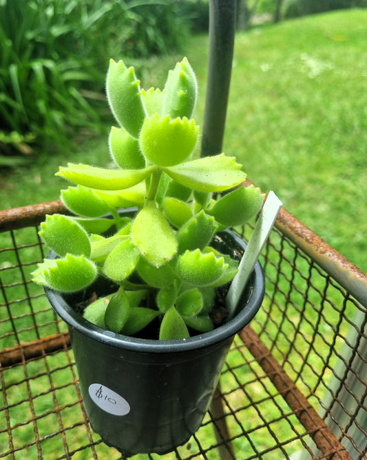 succulent