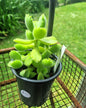 succulent