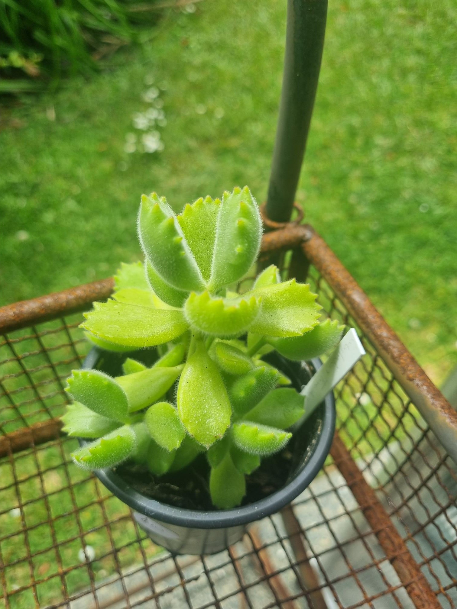 bear paw