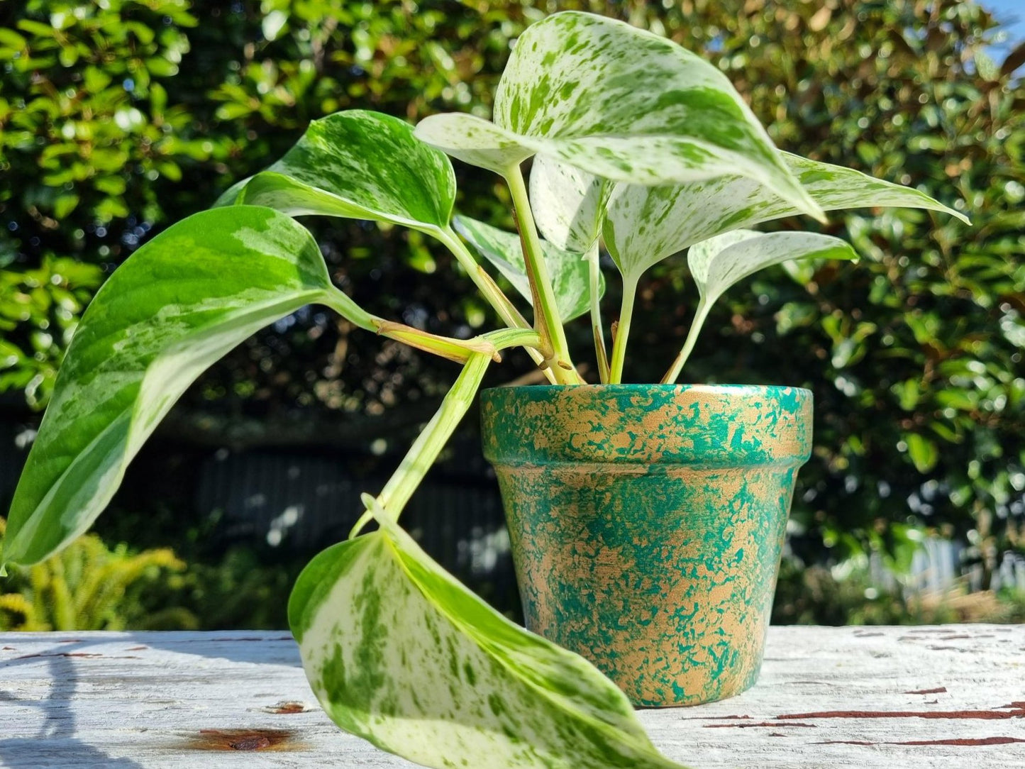 plant pot