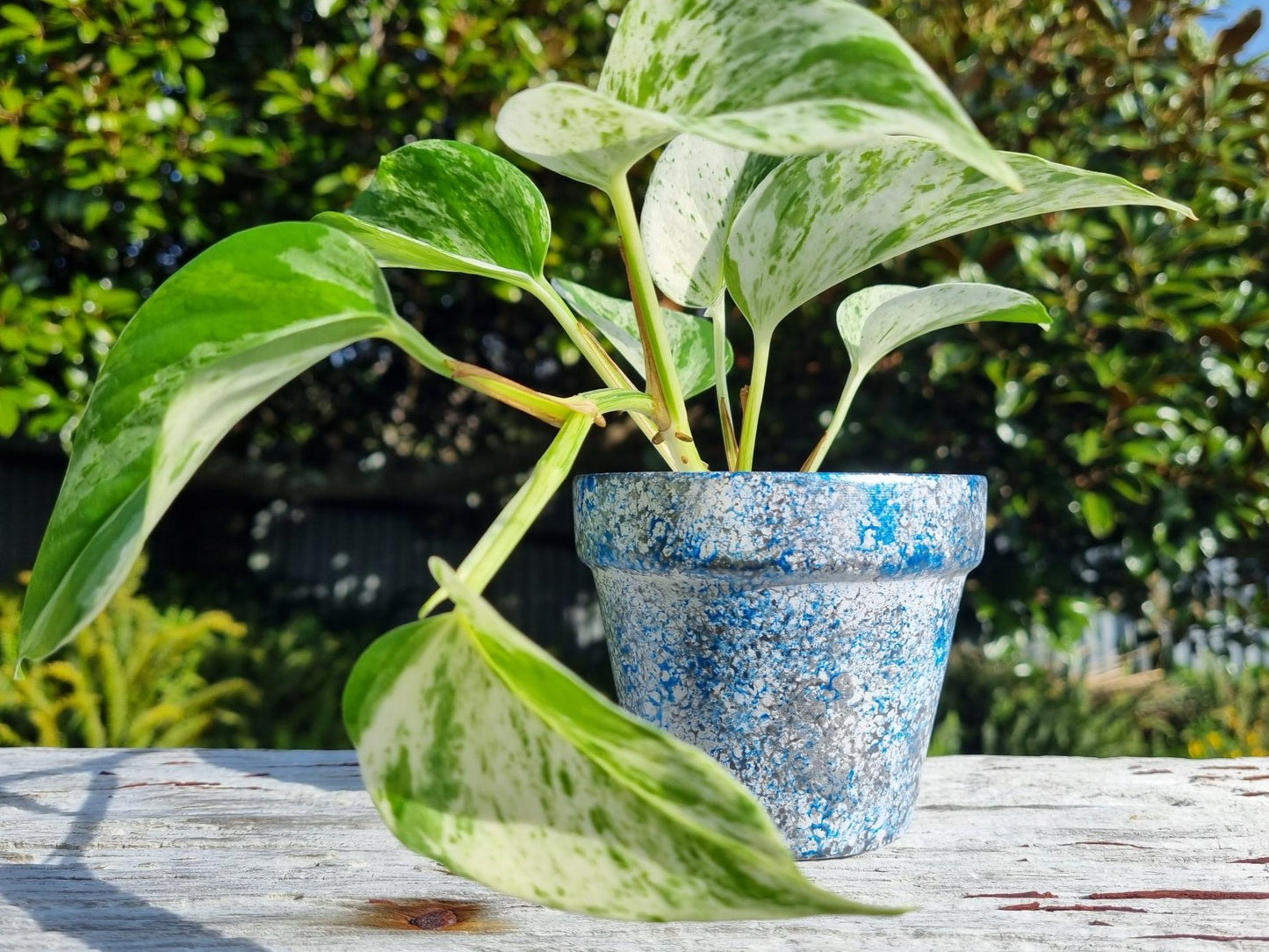 plant pot