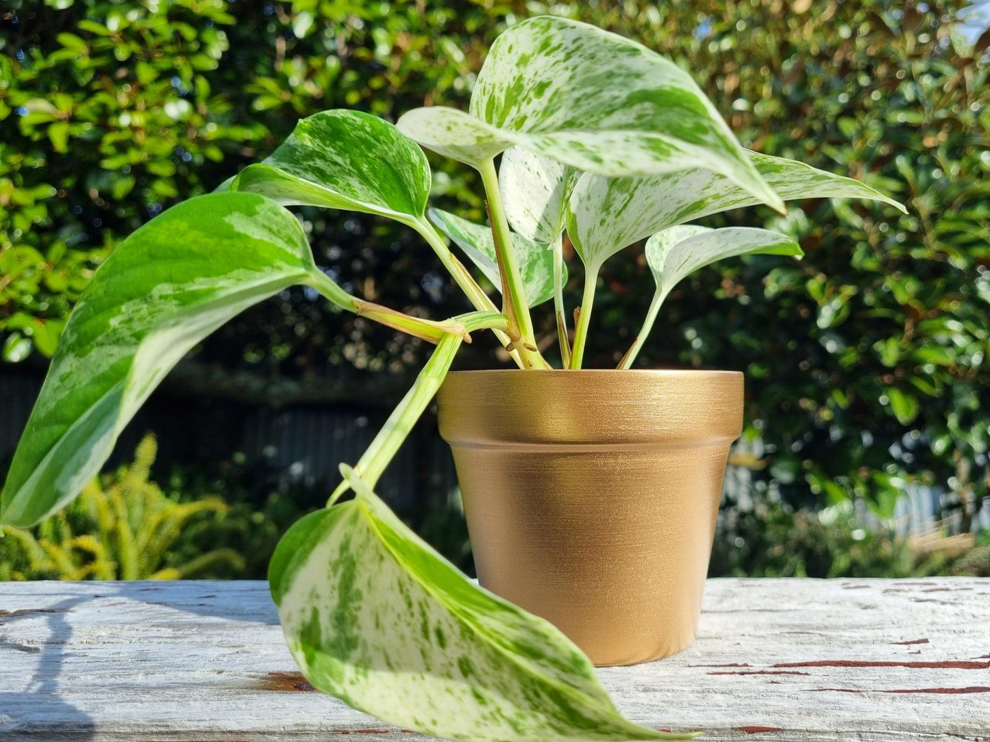 plant pot