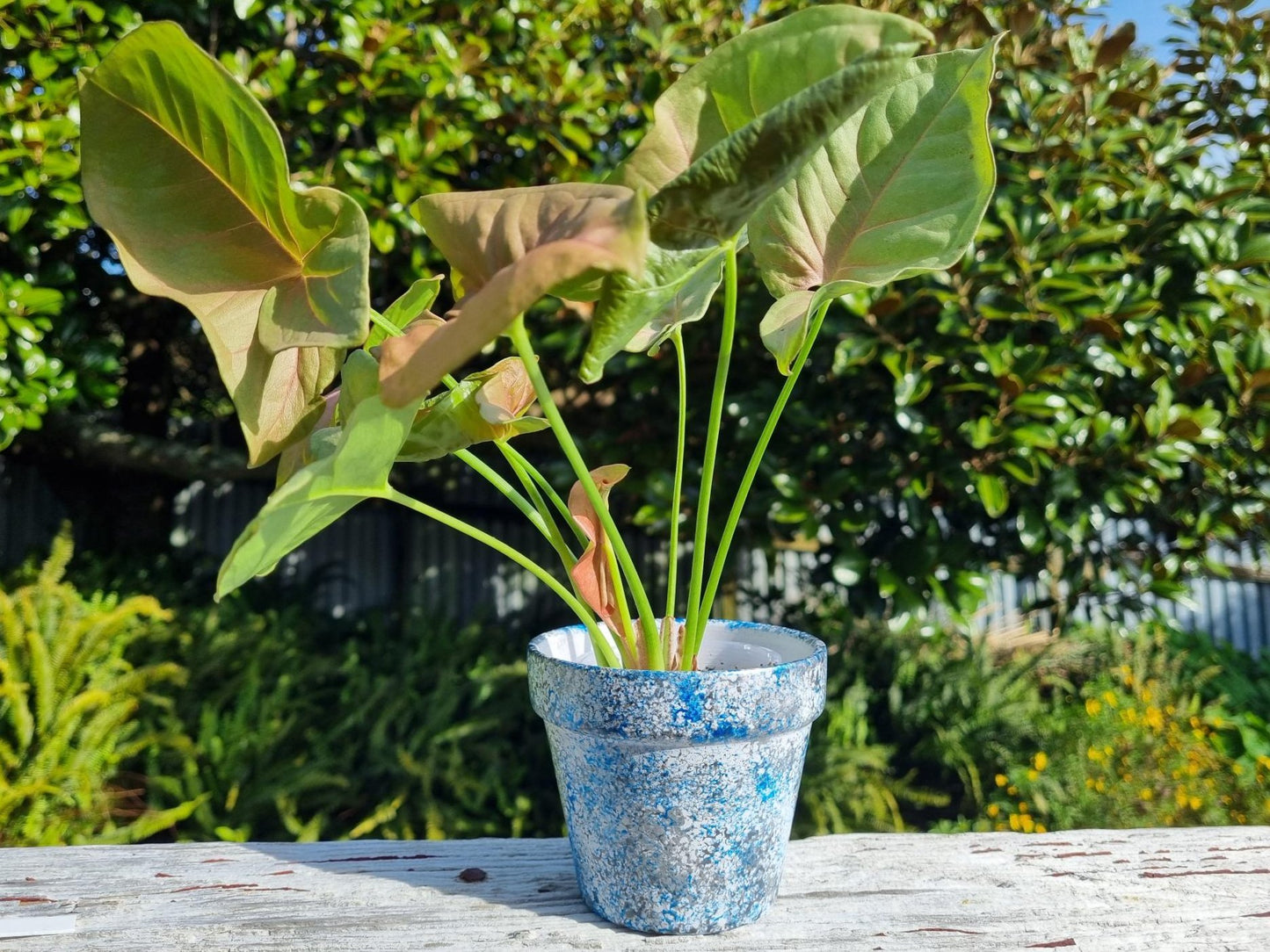 plant pot