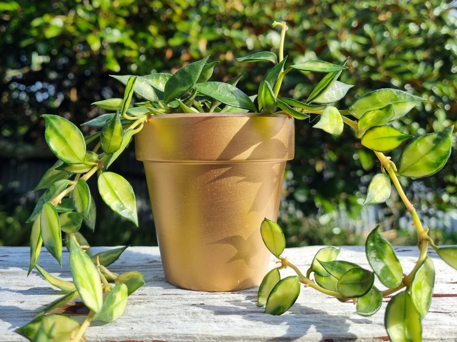 plant pot