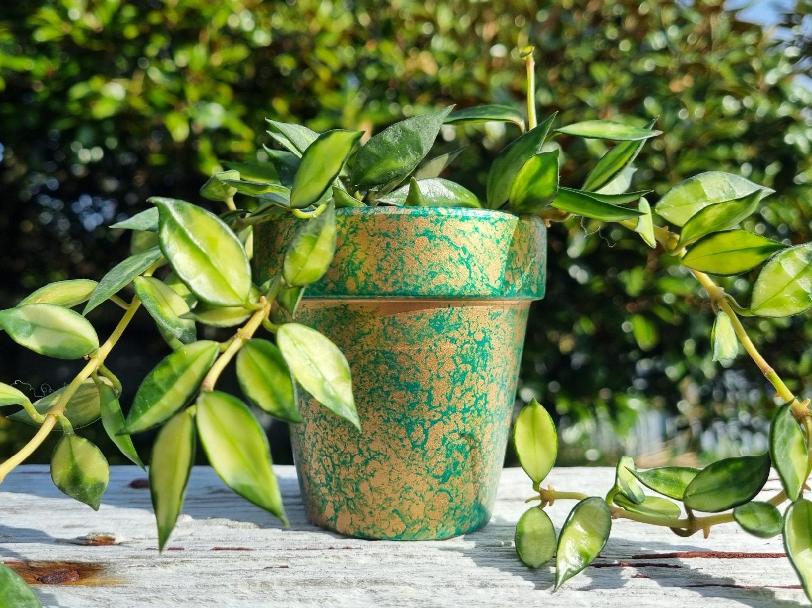 plant pot