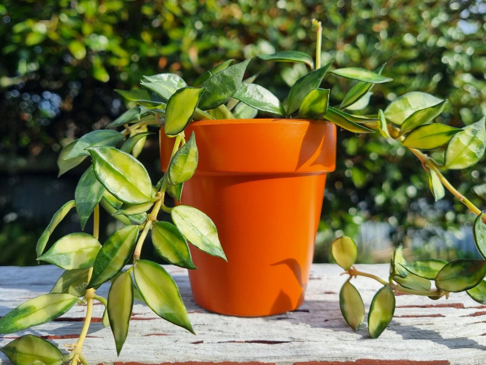 plant pot
