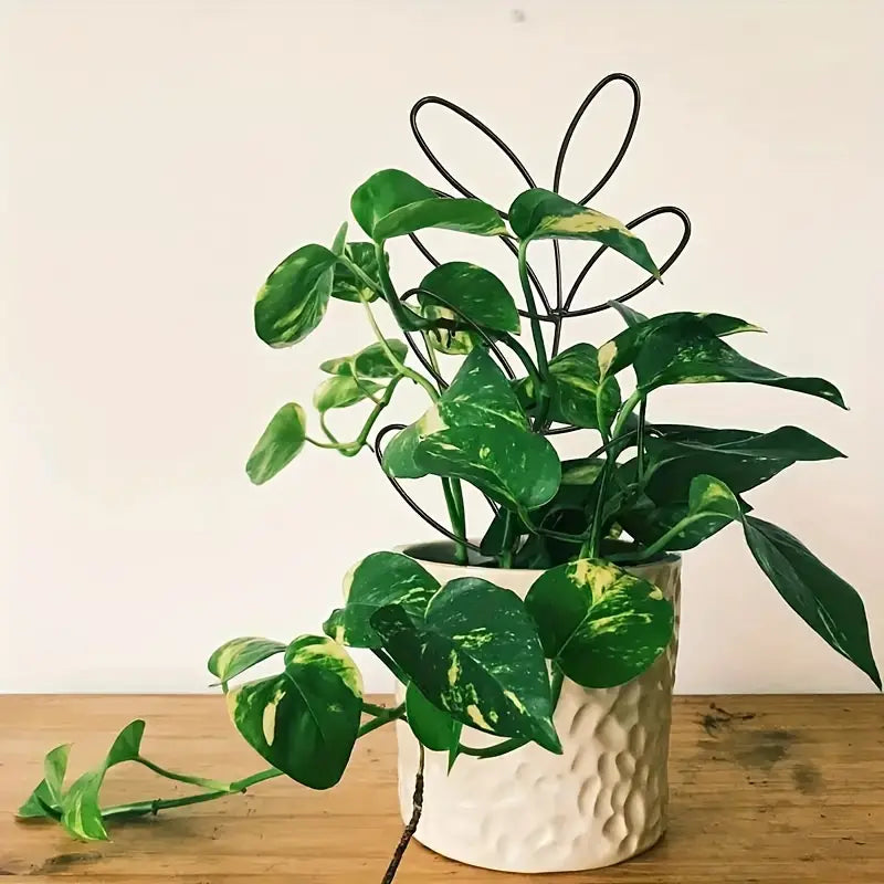 plant support