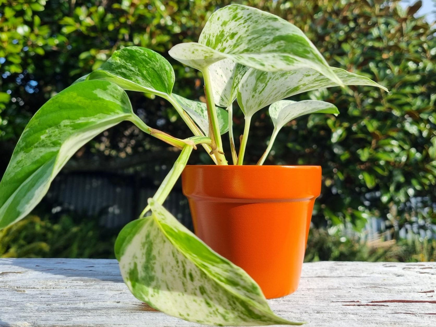 plant pot