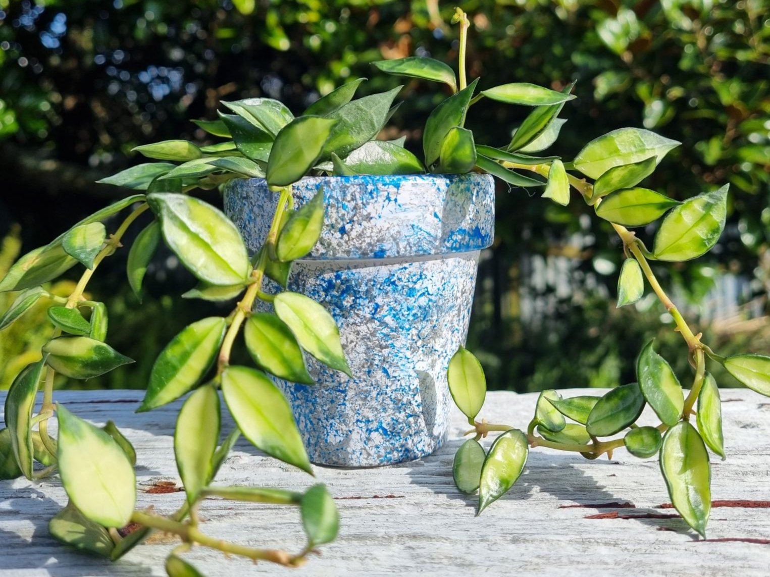 plant pot