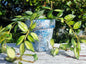 plant pot